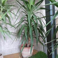 piante  tronchetto della felicità n.3