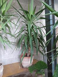 piante  tronchetto della felicità n.3