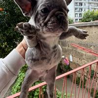 Bulldog francese