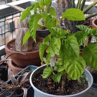Peperoncini  'Habanero Chocolate '