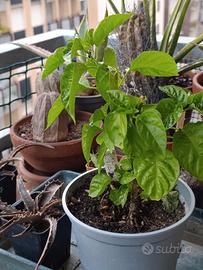 Peperoncini  'Habanero Chocolate '