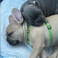 Bulldog francese color fulvo champagne