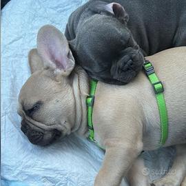 Bulldog francese color fulvo champagne