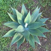 AGAVE ATTENUATA