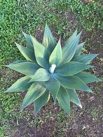 AGAVE ATTENUATA