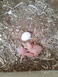 Disponibili pulli di derbiana ( o del derby)