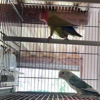 Inseparabili