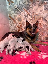 Cuccioli Australian Cattle Dog con pedigree