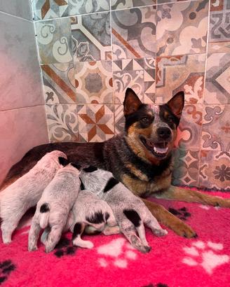 Cuccioli Australian Cattle Dog con pedigree