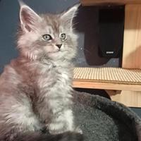 Cuccioli di Maine Coon