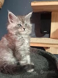 Cuccioli di Maine Coon