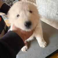 Cuccioli pastore maremmano abruzzese