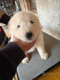 Cuccioli pastore maremmano abruzzese