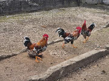 Galli mille fiori di Lonigo