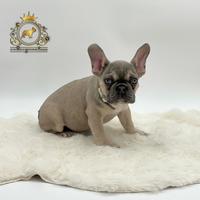 Dolcissima Bulldog Francese Sable' Tan