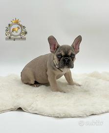 Dolcissima Bulldog Francese Sable' Tan