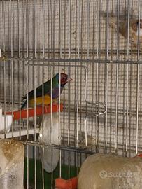 Uccellini diamante Gould esotici