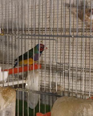 Uccellini diamante Gould esotici