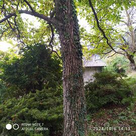 noce nazionale in bora