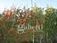 Immagine 21