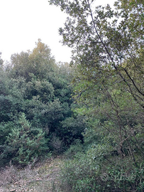 Terreno boschivo nei pressi di Amelia