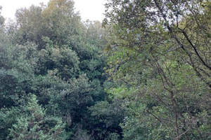 Terreno boschivo nei pressi di Amelia