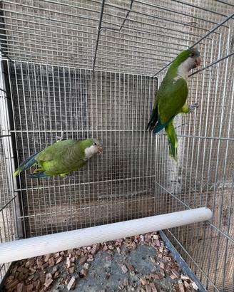Coppie riproduttive parrocchetti monaci