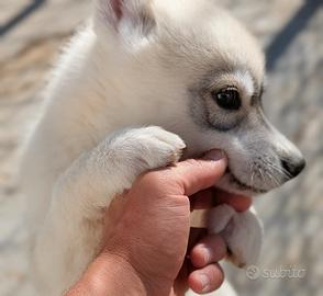 Cuccioli di Siberian Husky