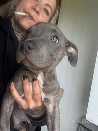 Ultimo cucciolo Blue Nose con Pedigree