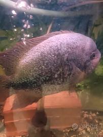 ciclidi vieja zonatus