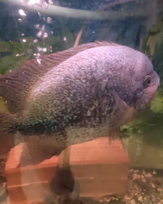 ciclidi vieja zonatus