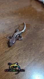 Geco ciliatus ID: FOxAN-U14-20260809