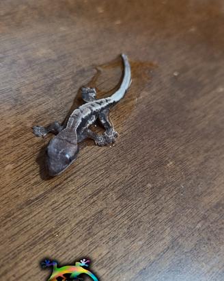 Geco ciliatus ID: FOxAN-U14-20260809