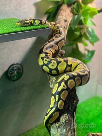 Femmina pitone reale