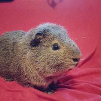 Cavia/ porcellino d'india maschio carrier skinny