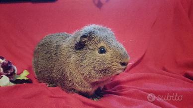 Cavia/ porcellino d'india maschio carrier skinny