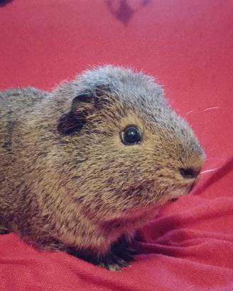 Cavia/ porcellino d'india maschio carrier skinny