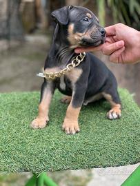 Pitbull tricolor