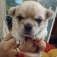 Chiwawa toy Maschio