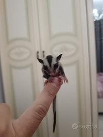 Petauro dello zucchero