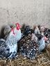 galline-cocincina-nana