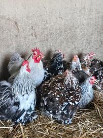 Galline cocincina nana