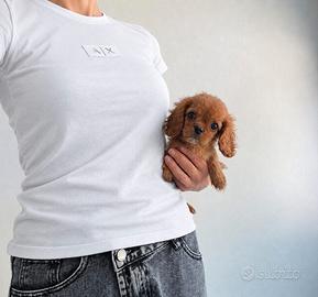 Cavalier King Charles Spaniel Ruby disponibili