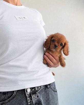 Cavalier King Charles Spaniel Ruby disponibili