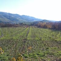 Terreno agricolo a Vicari