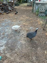 Galline faraone
