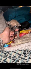Cucciole di chiuahua femmine