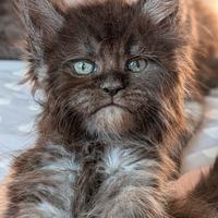 Cuccioli Maine coon