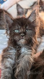 Cuccioli Maine coon