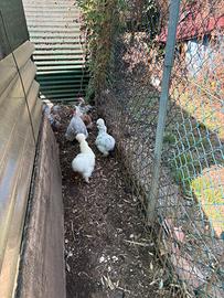 Galline ornamentale